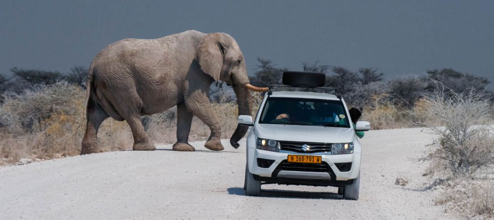 Etosha National Park - Image 6