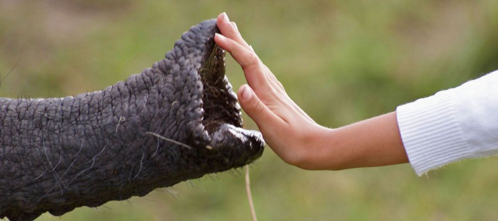 Knysna Elephant Park - Image 1