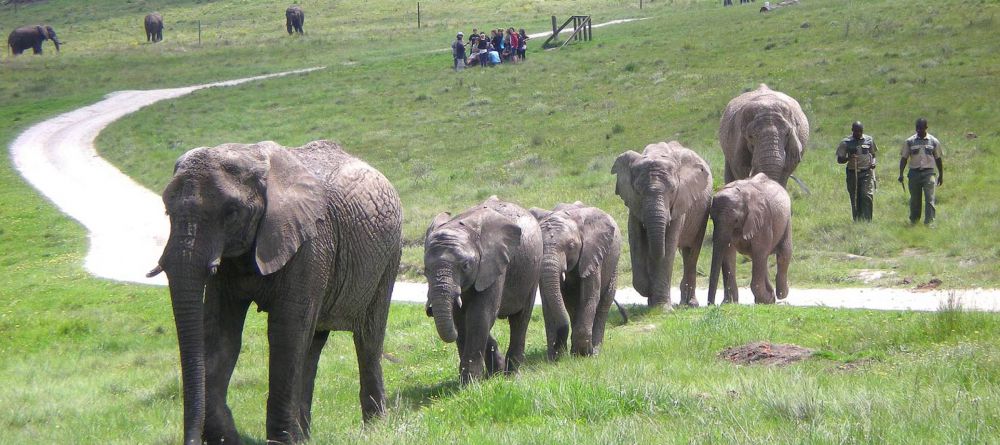 Knysna Elephant Park - Image 2