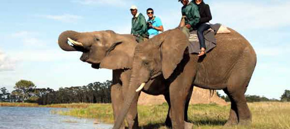 Knysna Elephant Park - Image 4