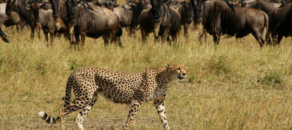 Sand River Mara Camp, Masai Mara National Reserve, Kenya - Image 12