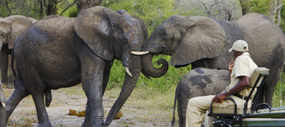Elephants spotted on the game drive at Elephant Plains Game Lodge, Sabi Sands Game Reserve, South Africa - Image 8