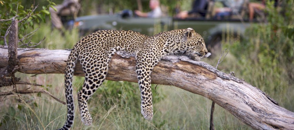 The area is known for leopard sightings at Elephant Plains Game Lodge, Sabi Sands Game Reserve, South Africa - Image 7