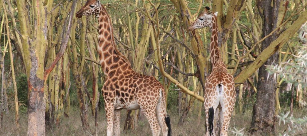 Lake Elmenteita Serena Camp - Image 4