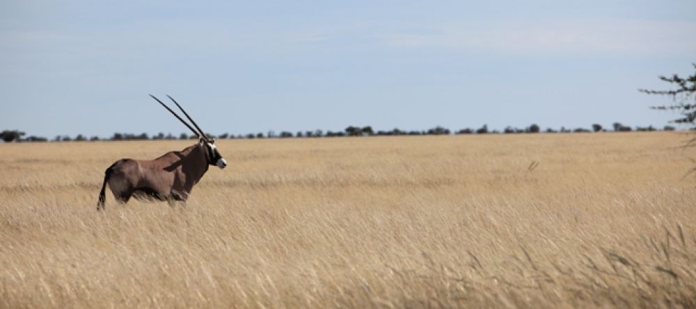 Etosha Oryx - Image 11