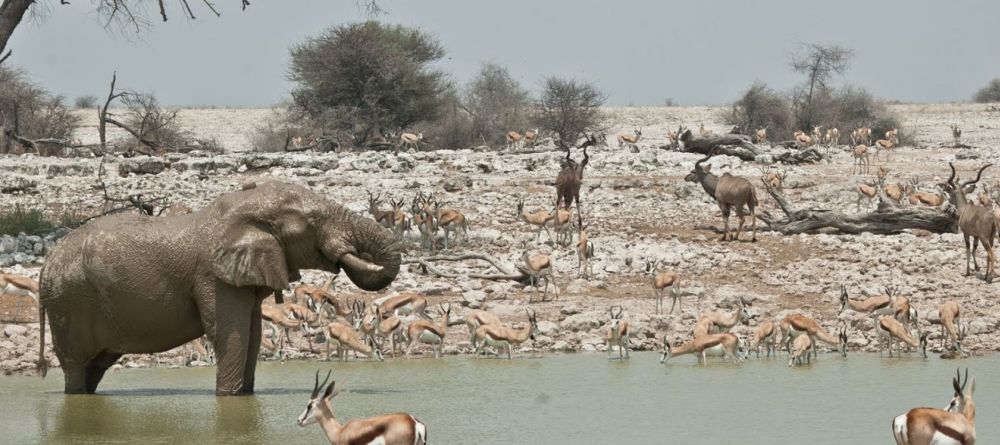 A diverse array of wildlife is attracted to the watering hole at Okaukuejo Rest Camp, Etosha National Park, Namibia - Image 7