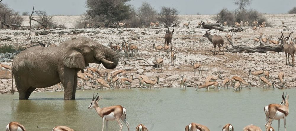 A watering hole teeming with wildlife at Namutoni Rest Camp, Etosha National Park, Namibia - Image 3