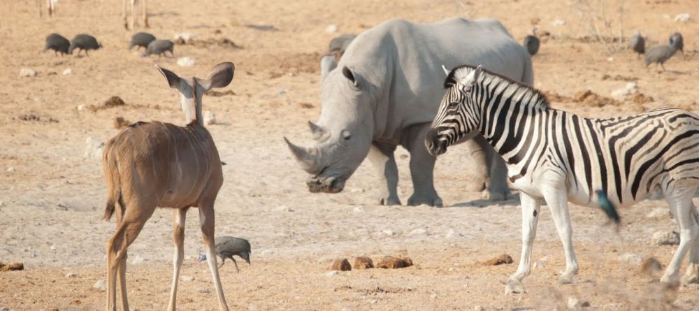 An endangered rhino visits the watering hole at Okaukuejo Rest Camp, Etosha National Park, Namibia - Image 8