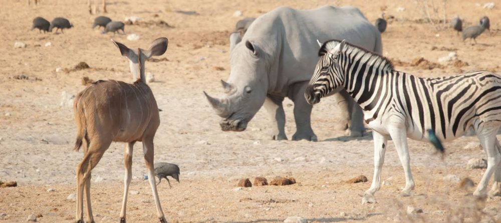 An impressive array of wildlife at Namutoni Rest Camp, Etosha National Park, Namibia - Image 4