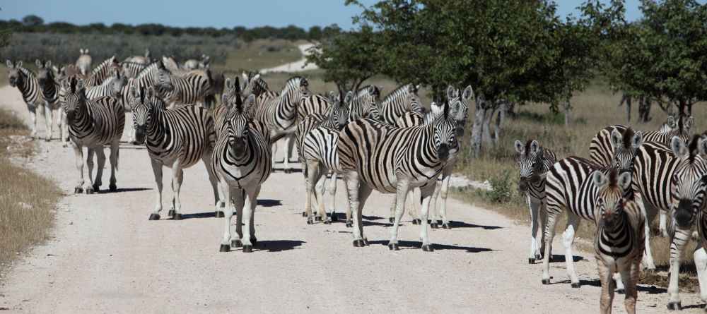 Self driving Etosha - Image 10