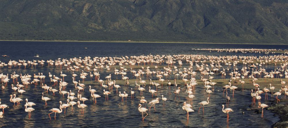 Lake Natron Tented Camp - Image 4