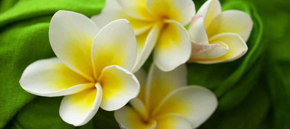 Flowers at Funzi Keys, Funzi Island, Kenya - Image 9