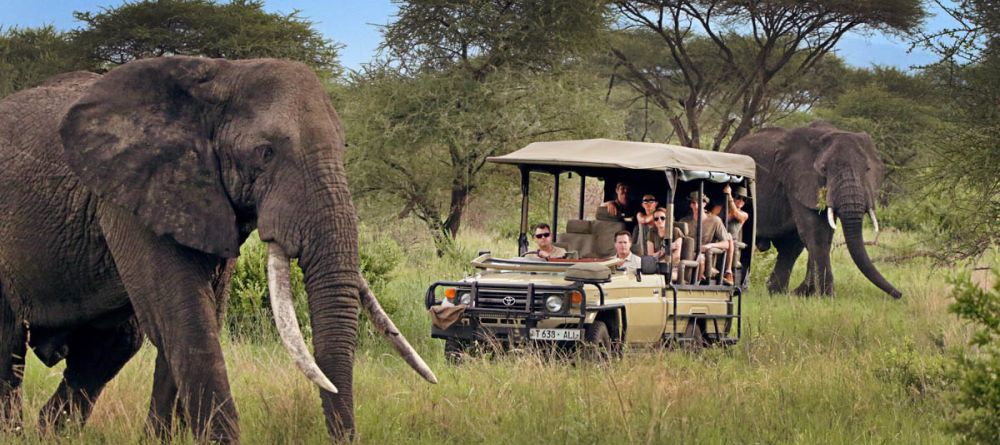 Forest Chem Chem elephants - Image 3