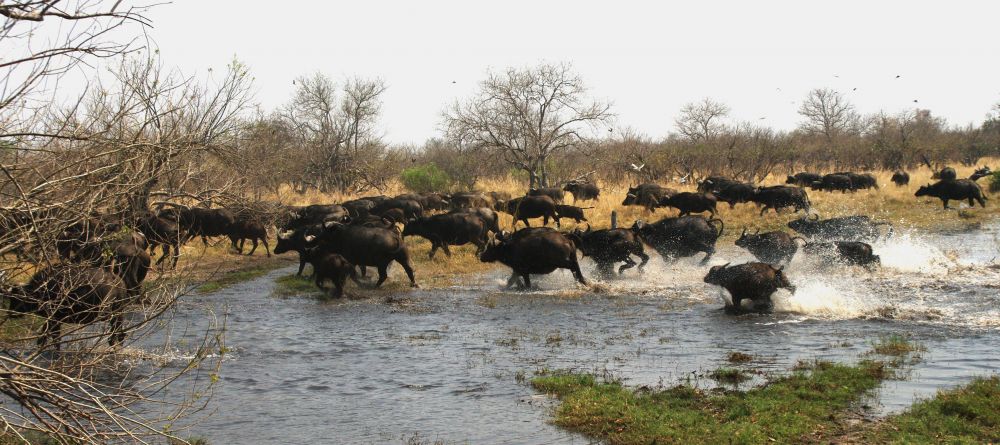 The migration at Xakanaxa Camp, Moremi Game Reserve, Botswana (Frank de Rijck) - Image 12
