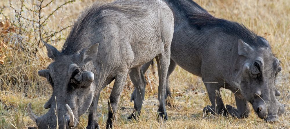 Frans Indongo Lodge, Otjiwarongo, Namibia - Image 9