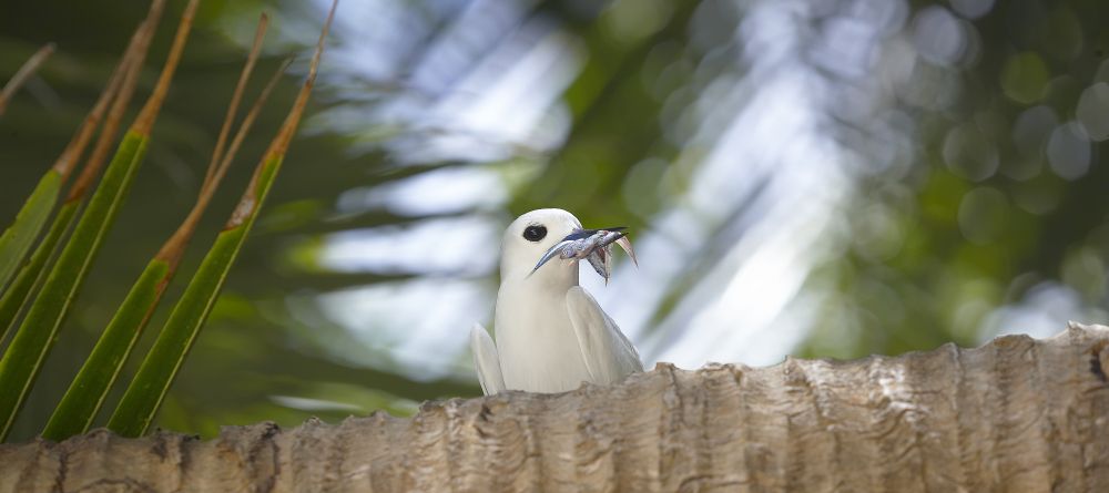 Fregate Island Resort, Fregate Island, Seychelles - Image 13