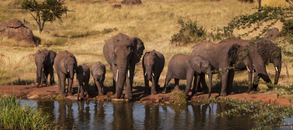 A majestic herd of elephants gather at the watering hole at The Four Seasons Safari Lodge, Serengeti National Park, Tanzania - Image 6