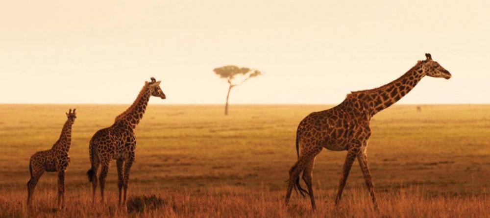 A family of giraffes pass by during sunset at The Four Seasons Safari Lodge, Serengeti National Park, Tanzania - Image 8