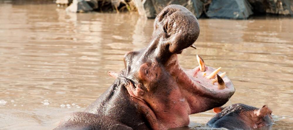 See the hippos, King of the Rivers, at The Four Seasons Safari Lodge, Serengeti National Park, Tanzania - Image 10