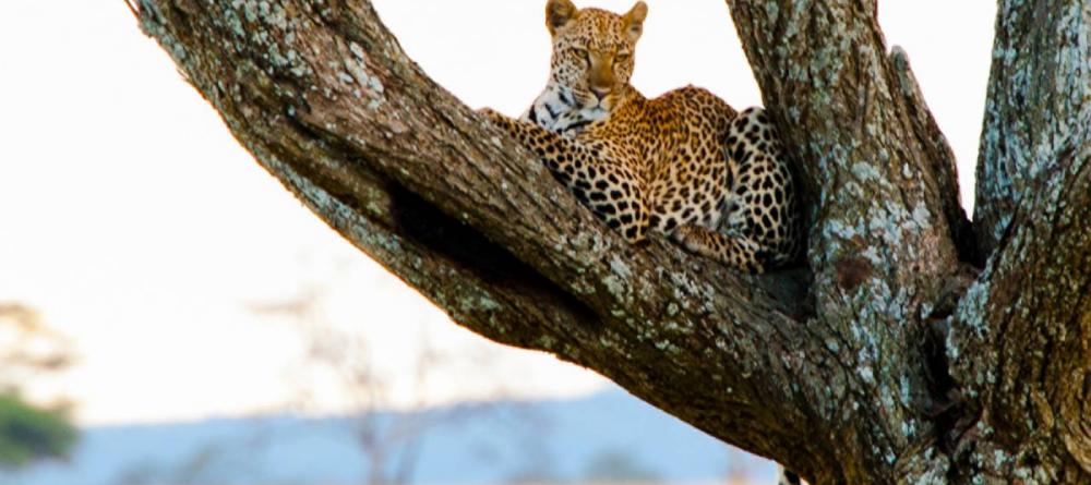 A beautiful leopard relaxes in a tree at The Four Seasons Safari Lodge, Serengeti National Park, Tanzania - Image 12