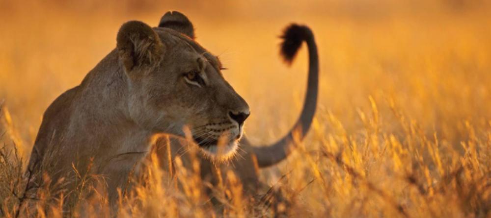 An alert lioness scans the plains at The Four Seasons Safari Lodge, Serengeti National Park, Tanzania - Image 14