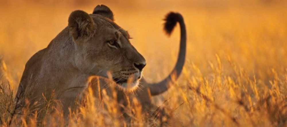 Kirawira Tented Camp, Serengeti National Park, Tanzania - Image 7