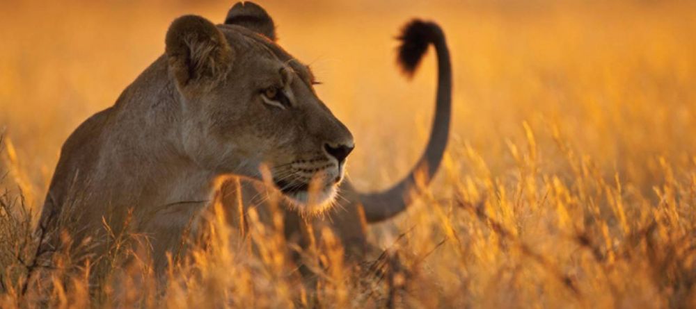 Serena Serengeti Safari Lodge, Serengeti National Park, Tanzania - Image 4