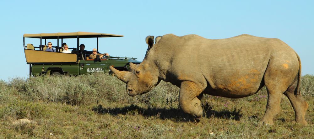 A rhino walks by a game drive at Shamwari Long Lee Manor, Shamwari Game Reserve, South Africa - Image 6