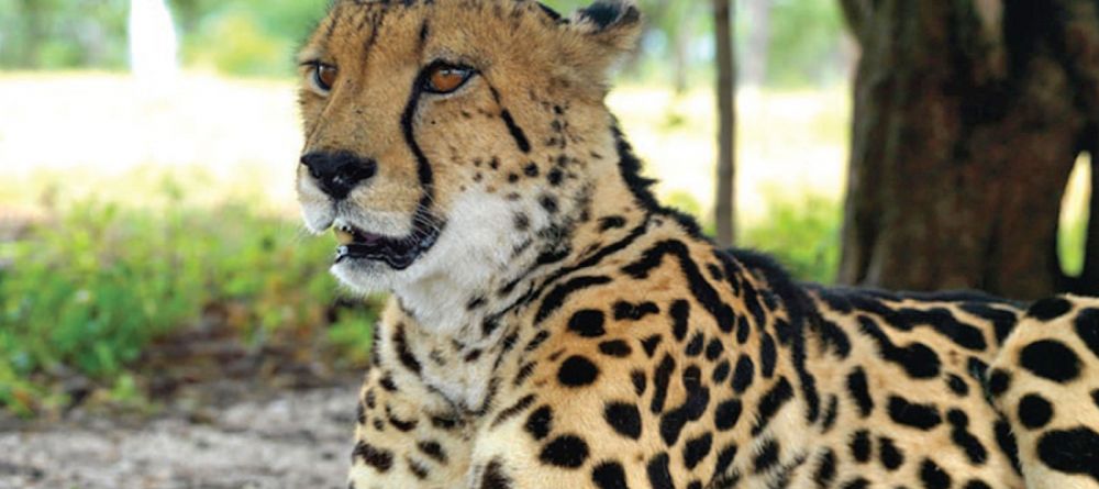 A cheetah resting nearby at Little Garonga, Kruger National Park, South Africa - Image 7