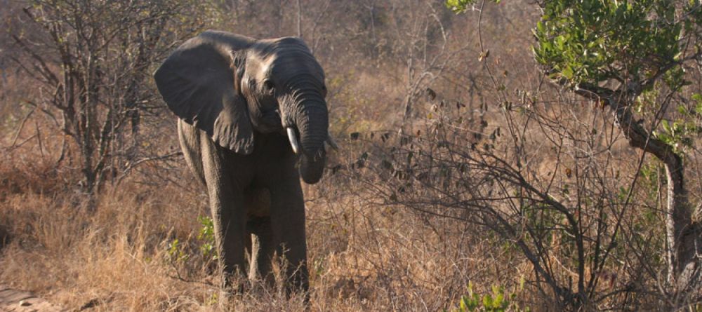 A elephant stops by camp at Little Garonga, Kruger National Park, South Africa - Image 5