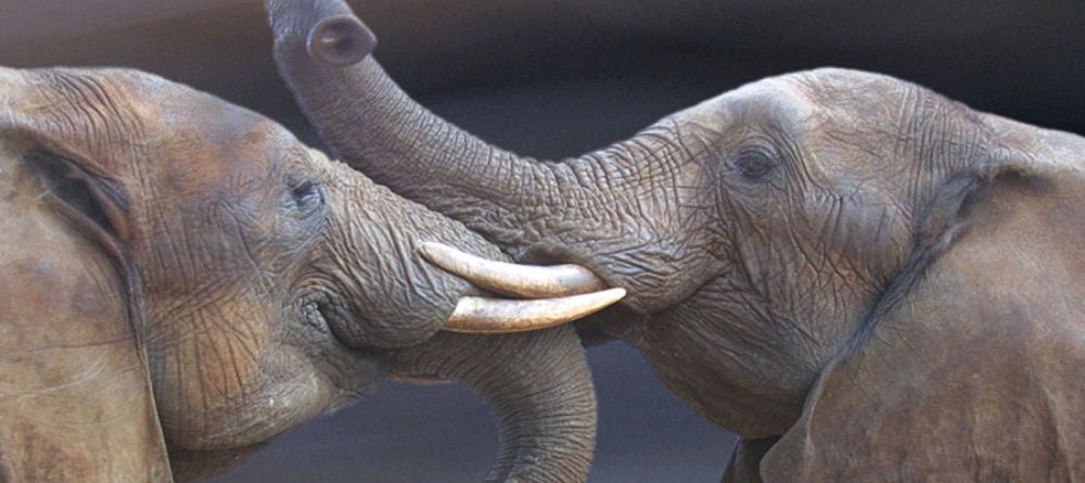 A pair of elephants spotted during a game drive at Little Garonga, Kruger National Park, South Africa - Image 6