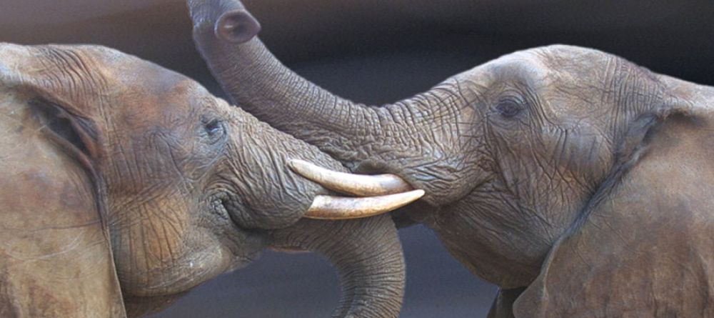 Thula Thula Luxury Tented Camp, Thula Thula Game Reserve, South Africa - Image 7