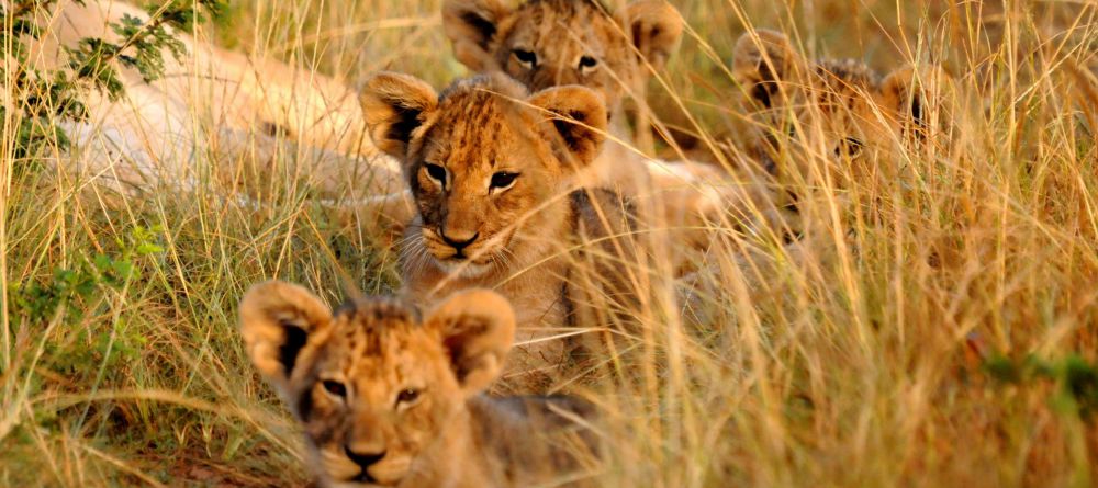 Kariega Ukhozi Lodge, Kariega Game Reserve, South Africa - Image 1