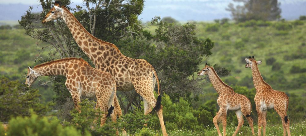 Kariega Main Lodge, Kariega Game Reserve, South Africa - Image 6