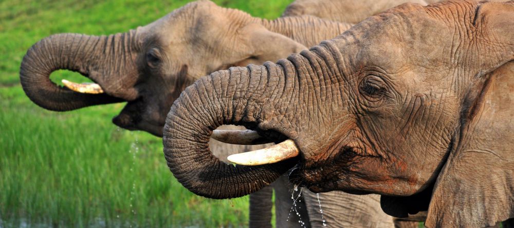 Kariega Ukhozi Lodge, Kariega Game Reserve, South Africa - Image 5