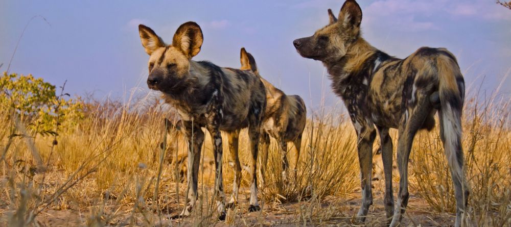 Wild dogs at Grasslands Bushman Lodge, Central Kalahari Game Reserve, Botswana - Image 4