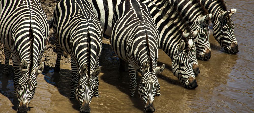 Olonana Safari Camp - Image 9