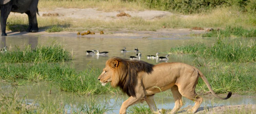 Ghoha Hills Savuti Lodge - Image 5