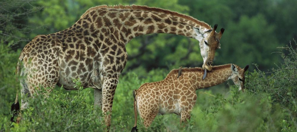 Phinda Vlei - Image 8