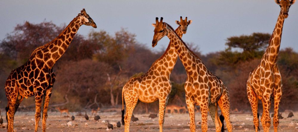 Mokuti Etosha Lodge, Etosha National Park, Namibia - Image 5