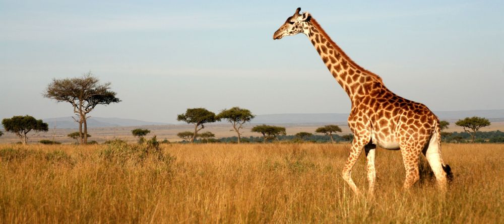 Kikoti Safari Camp, Tarangire National Park, Tanzania - Image 2