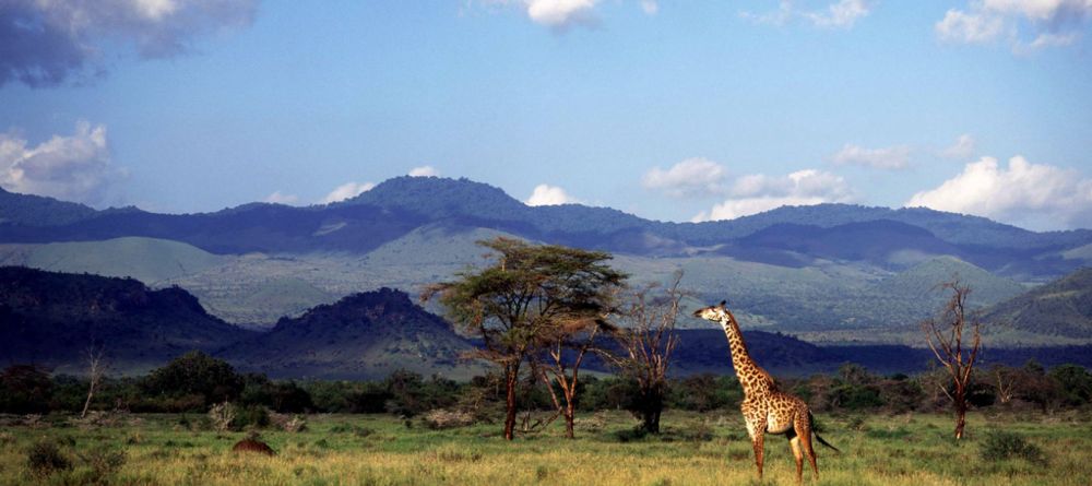 Porini Amboseli Camp, Amboseli National Reserve, Kenya - Image 7