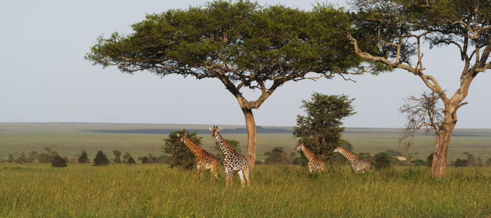 Wayo Green Camp, Serengeti National Park, Tanzania - Image 2