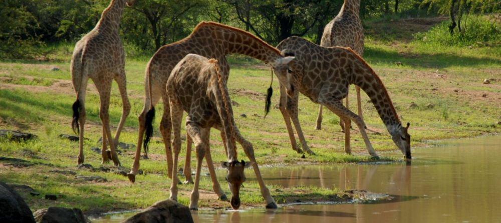Saadani Safari Lodge - giraffes in the park - Image 4