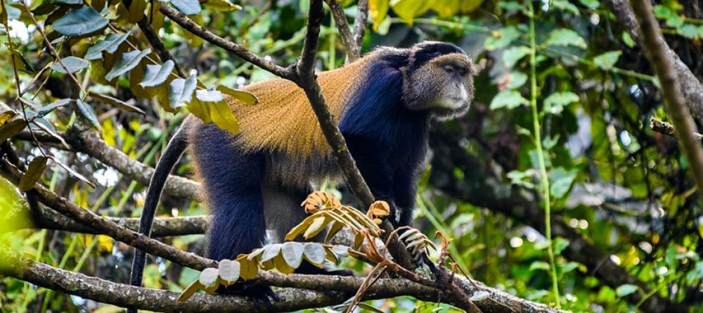 Forest of Hope Guest House, Rwanda - Image 5