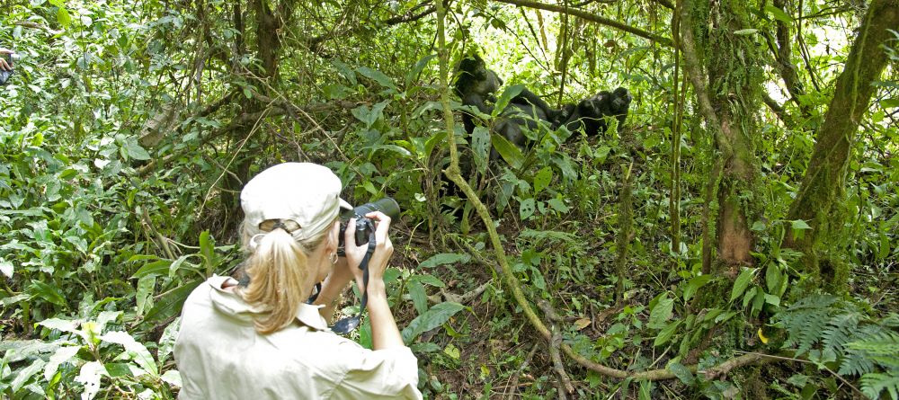 Gorilla Forest Camp, Bwindi Impenetrable Forest, Uganda - Image 13