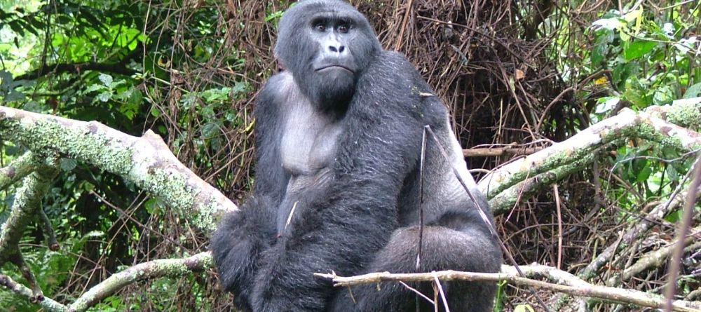 Gorilla at Engagi Lodge, Bwindi Impenetrable Forest, Uganda - Image 7