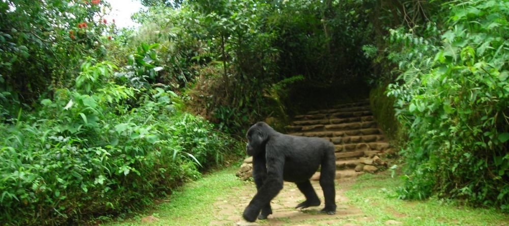 Gorilla in camp at Volcanoes Bwindi Lodge, Bwindi Impenetrable Forest, Uganda - Image 11