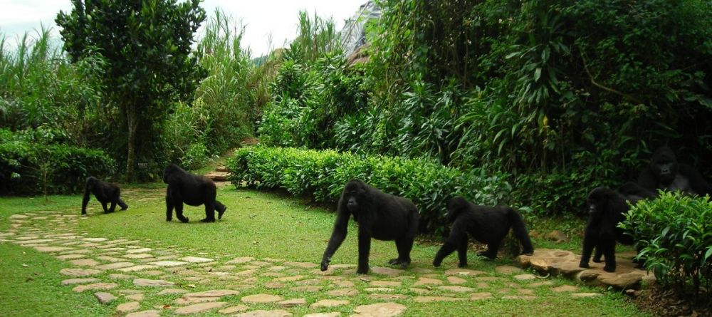 Gorillas at Volcanoes Bwindi Lodge, Bwindi Impenetrable Forest, Uganda - Image 12