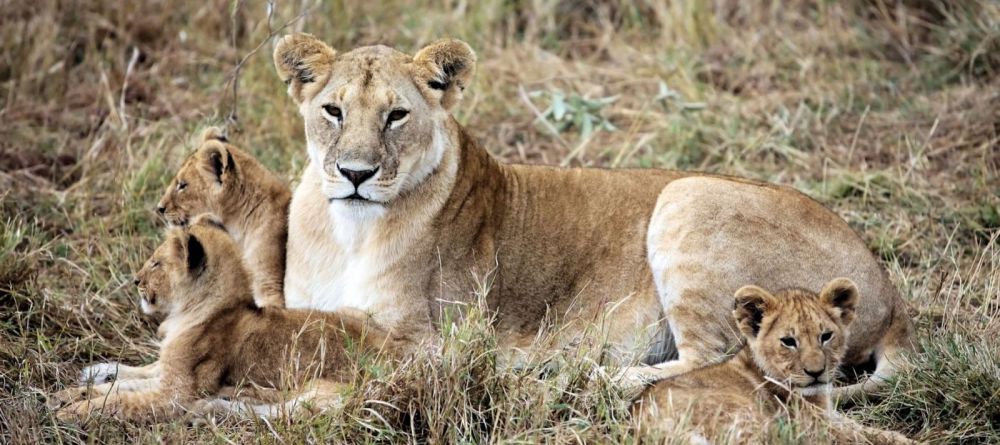 Governor's Private Camp - Image 3